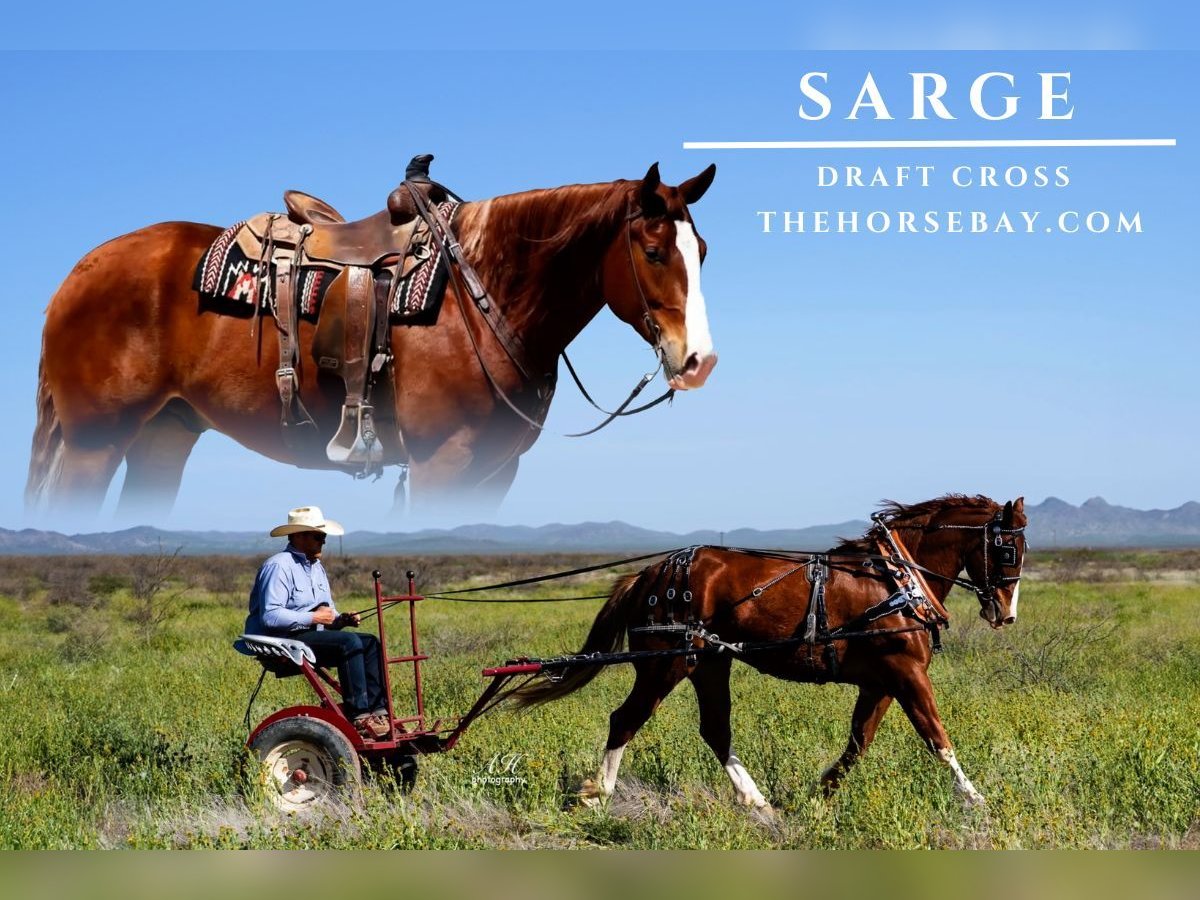 Cheval de trait Croisé Hongre 6 Ans Alezan brûlé in Albuquerque, NM