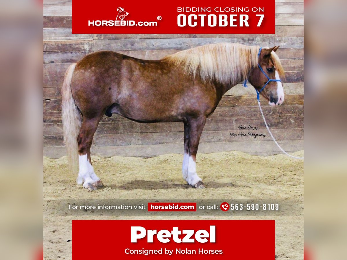 Cheval de trait Croisé Hongre 6 Ans Alezan cuivré in Peosta, IA