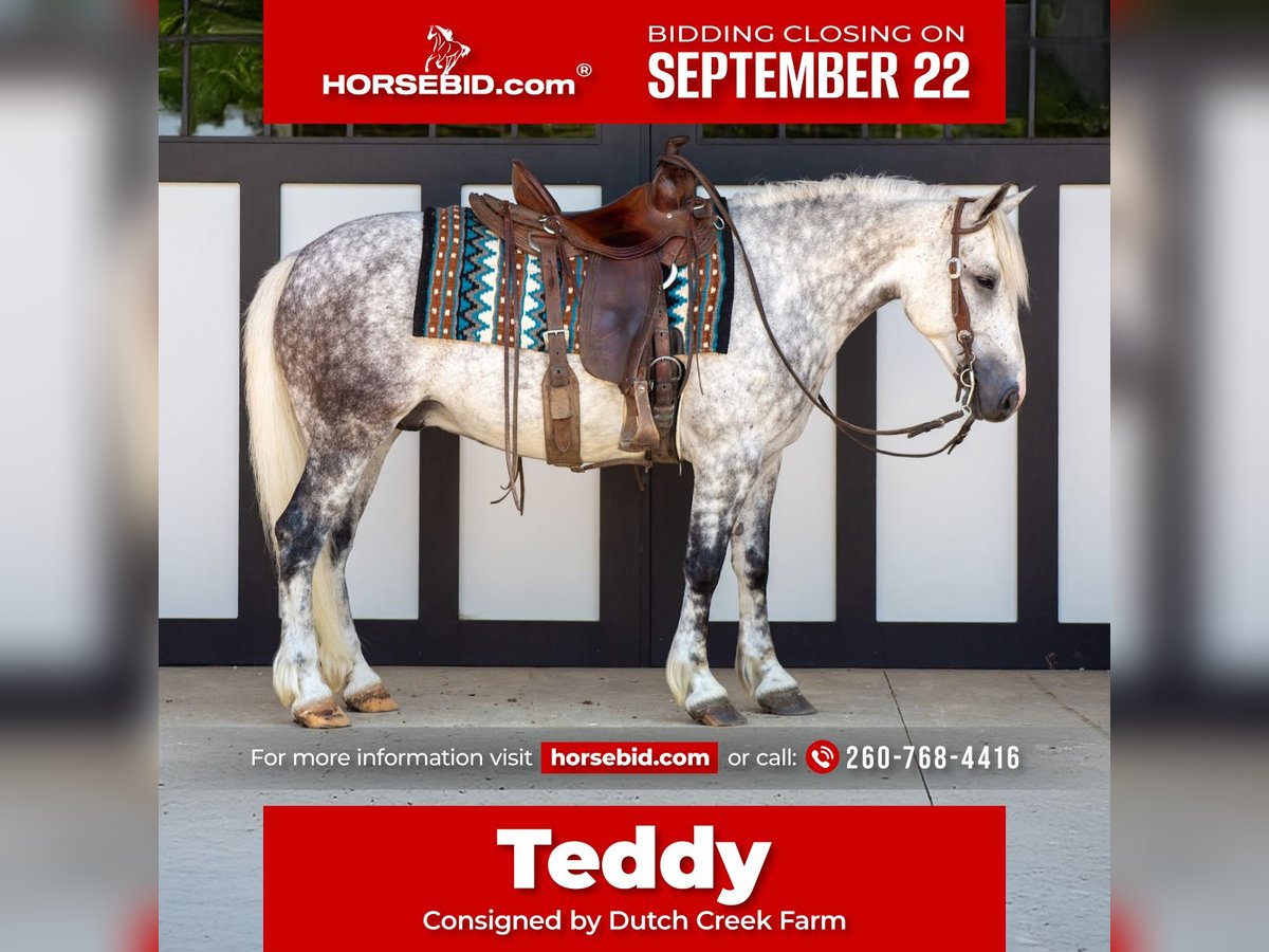 Cheval de trait Croisé Hongre 7 Ans 142 cm Gris in Shipshewana