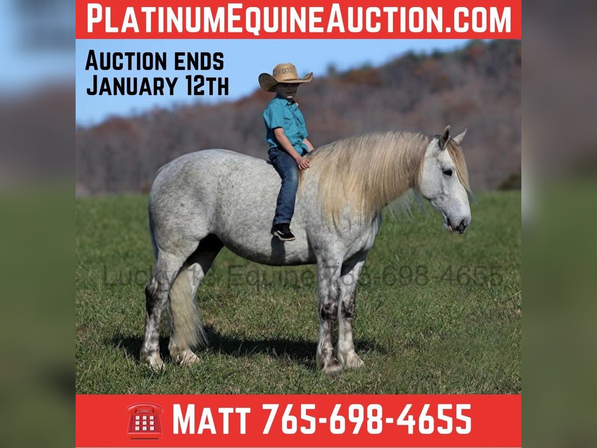 Cheval de trait Hongre 7 Ans 157 cm Gris pommelé in Brodhead, Ky