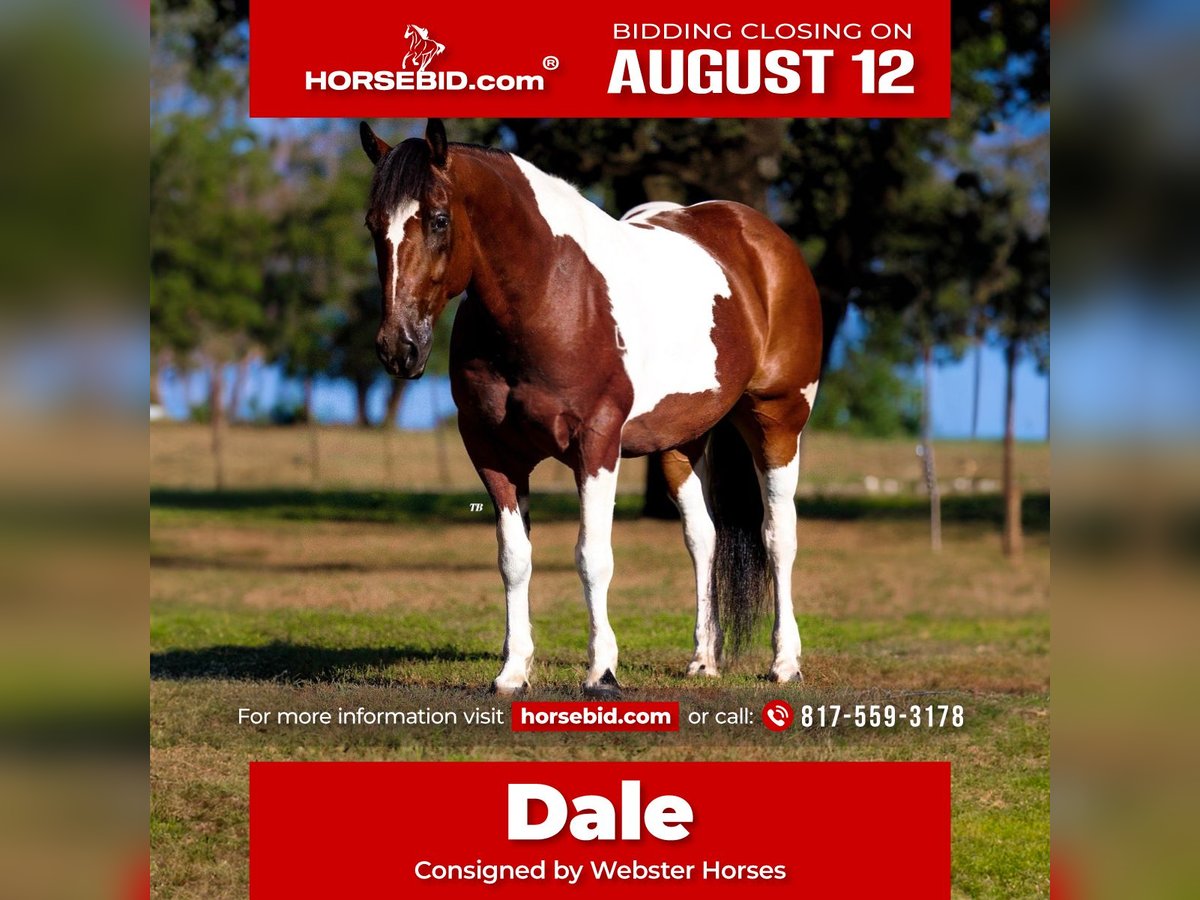 Cheval de trait Croisé Hongre 7 Ans 157 cm Tobiano-toutes couleurs in Lipan, TX