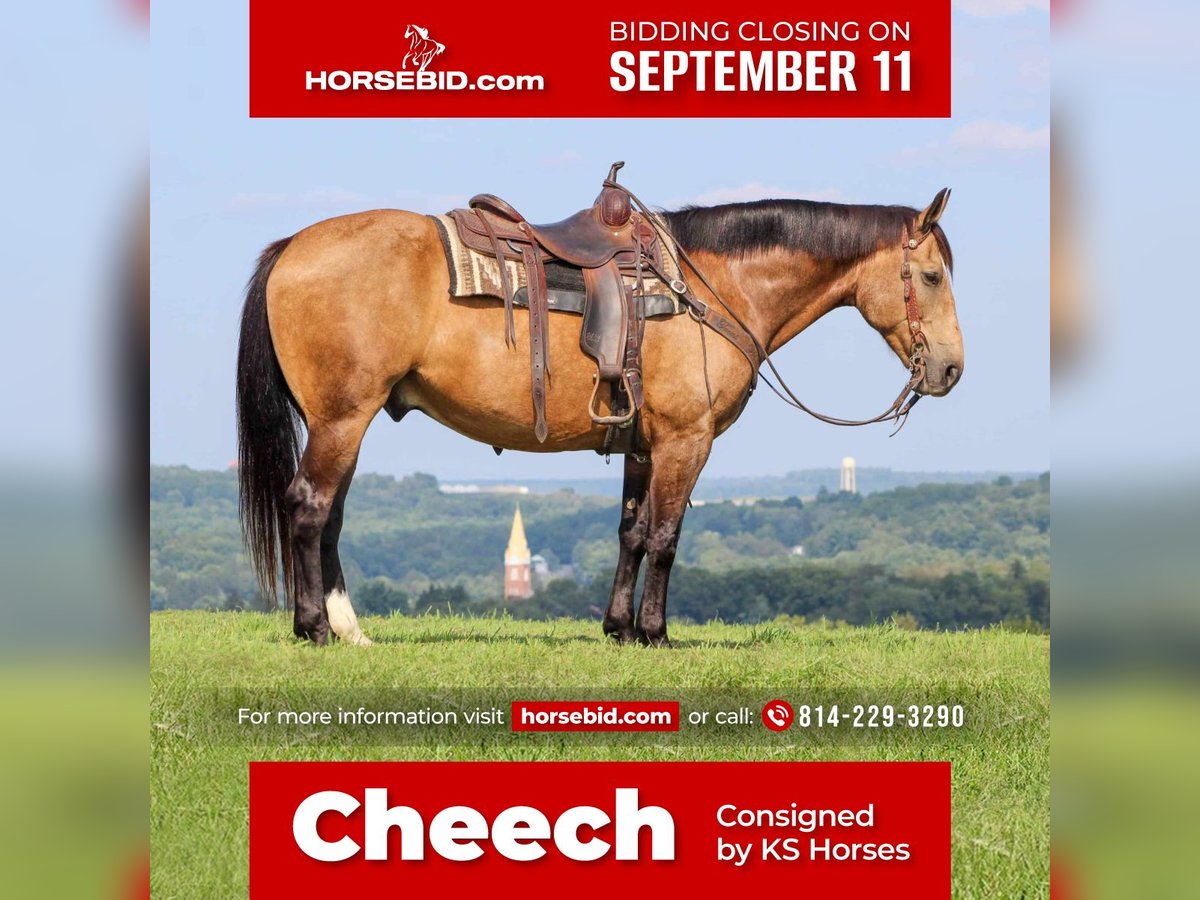 Cheval de trait Hongre 7 Ans 160 cm Buckskin in Clarion, PA