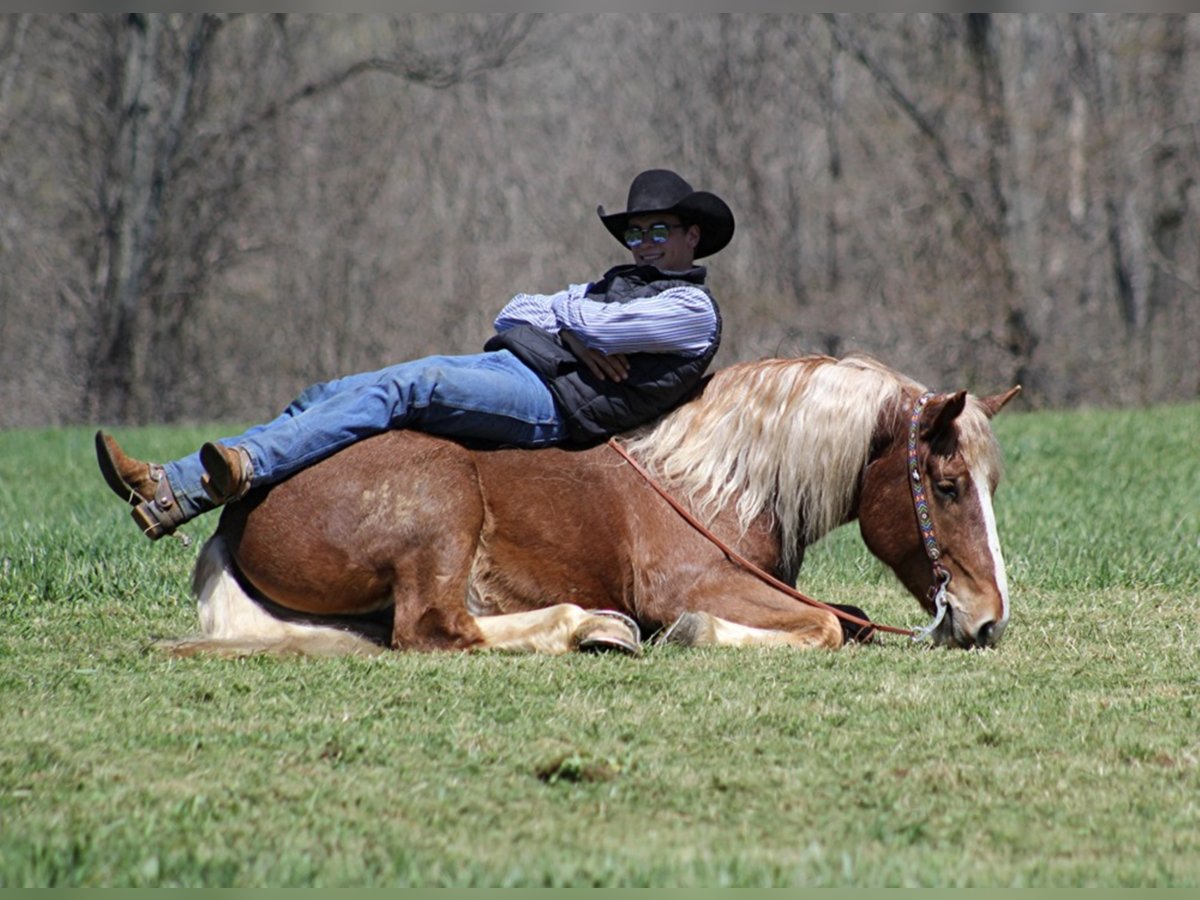 Cheval de trait Hongre 7 Ans Rouan Rouge in Mount Vernon KY