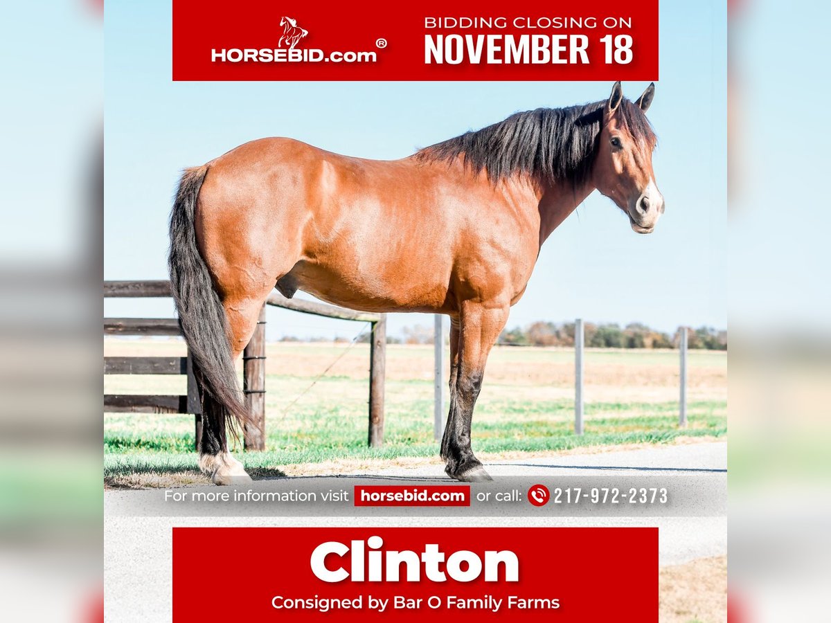 Cheval de trait Croisé Hongre 8 Ans 160 cm Bai cerise in Sullivan, IL