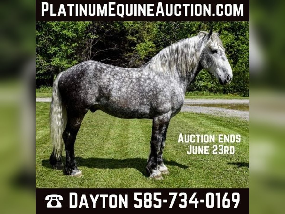 Cheval de trait Hongre 8 Ans 170 cm Gris pommelé in Warsaw, NY