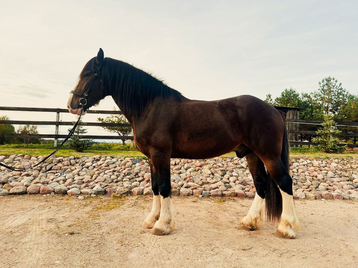 Cheval de trait Croisé Hongre 8 Ans 173 cm Bai cerise in Vilnius