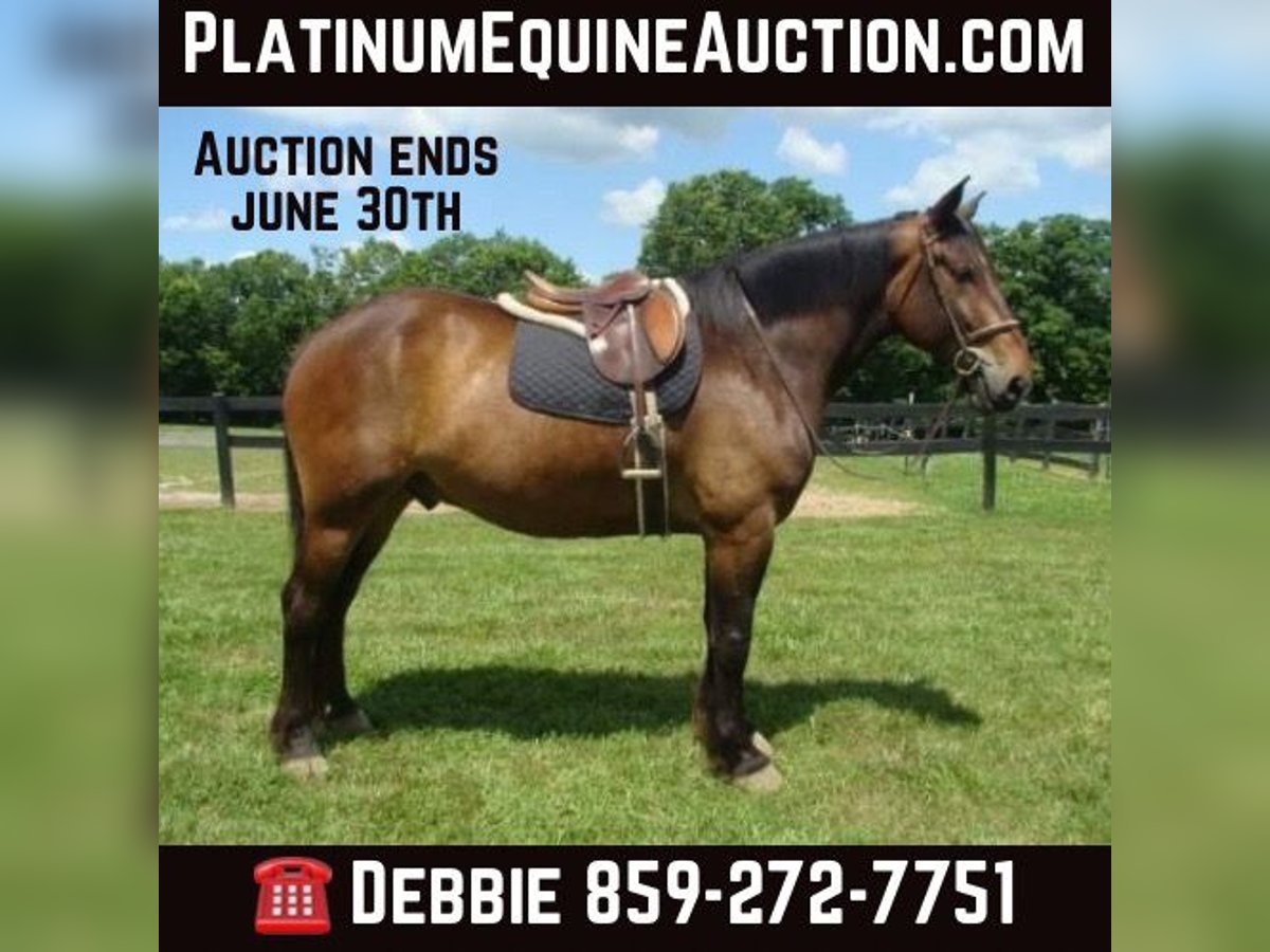 Cheval de trait Hongre 8 Ans 175 cm in LEXINGTON, KY