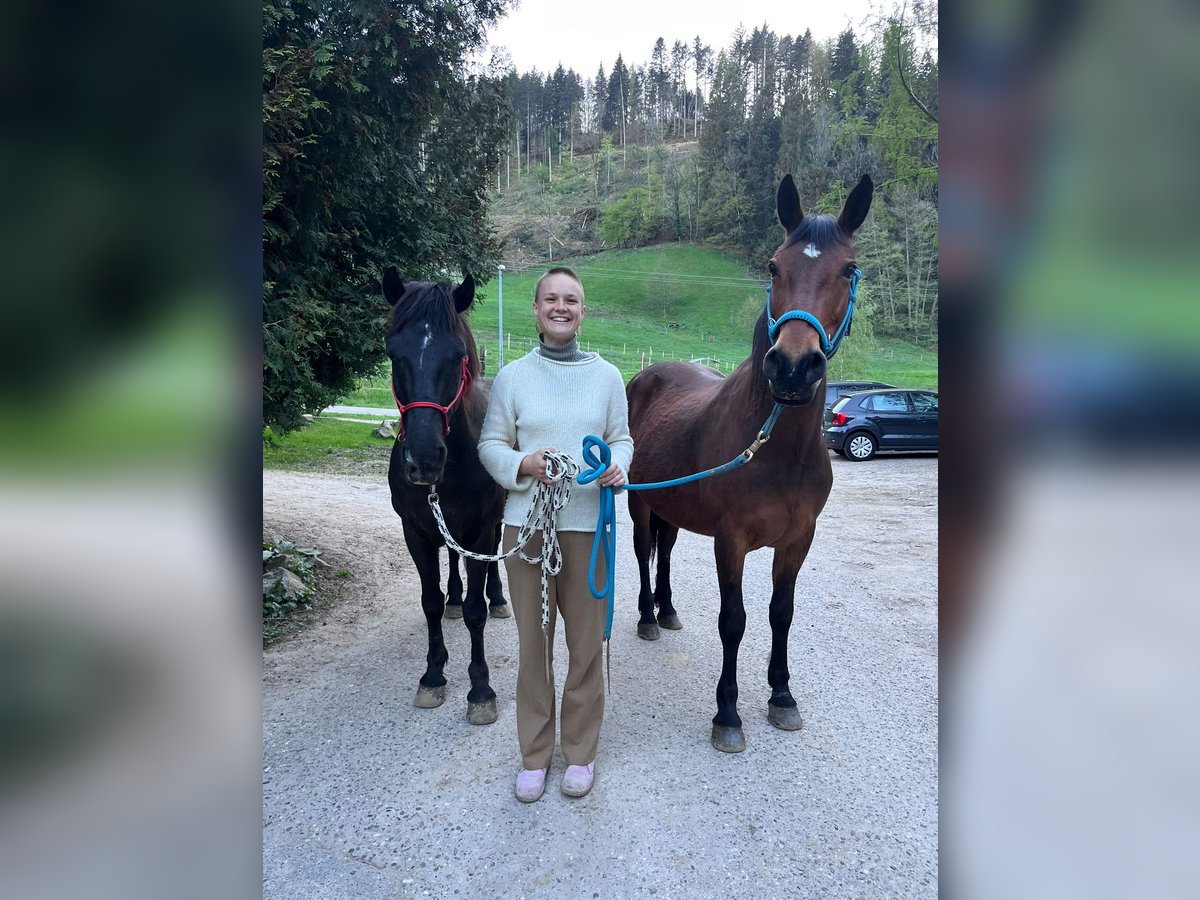 Cheval de trait Croisé Hongre 9 Ans 145 cm Bai brun in Freiburg im BreisgauFreiburg