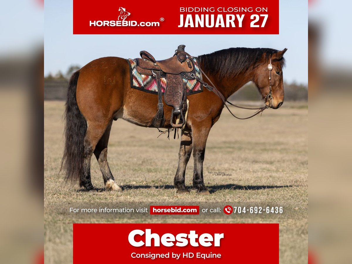 Cheval de trait Croisé Hongre 9 Ans 157 cm Bai cerise in Madill, OK