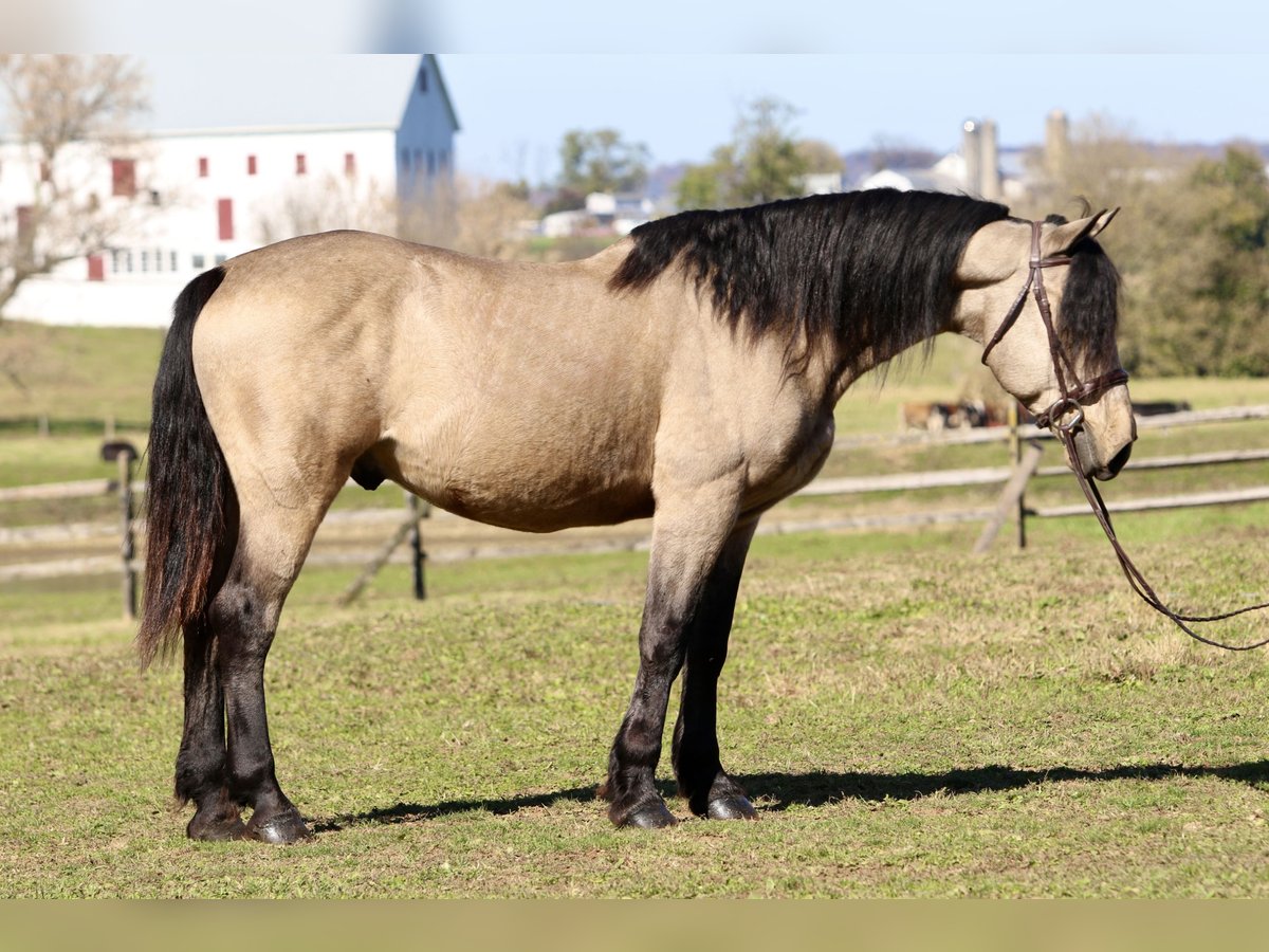 Cheval de trait Hongre 9 Ans 157 cm Buckskin in Gap