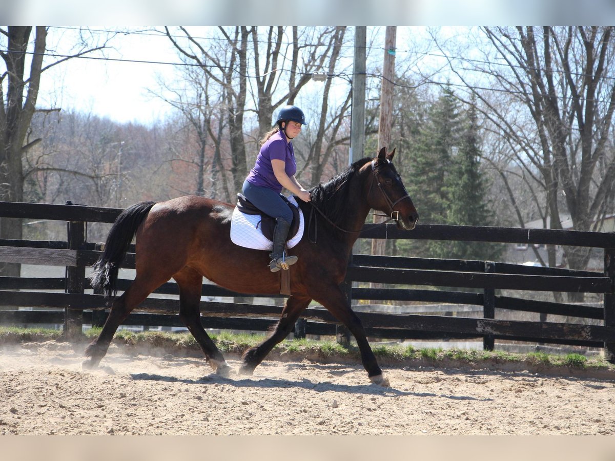 Cheval de trait Jument 11 Ans 165 cm Bai cerise in Highland MI