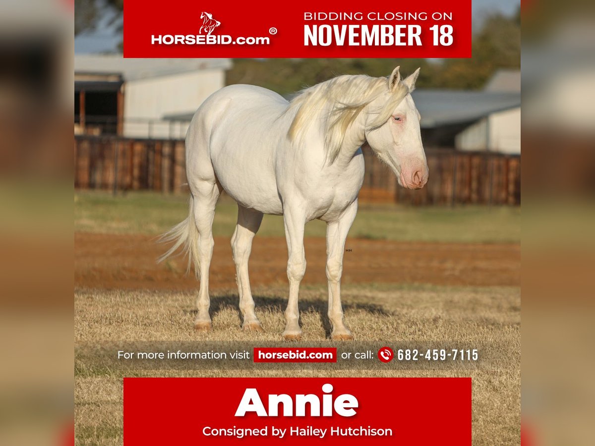 Cheval de trait Croisé Jument 4 Ans 150 cm Blanc in Joshua, TX