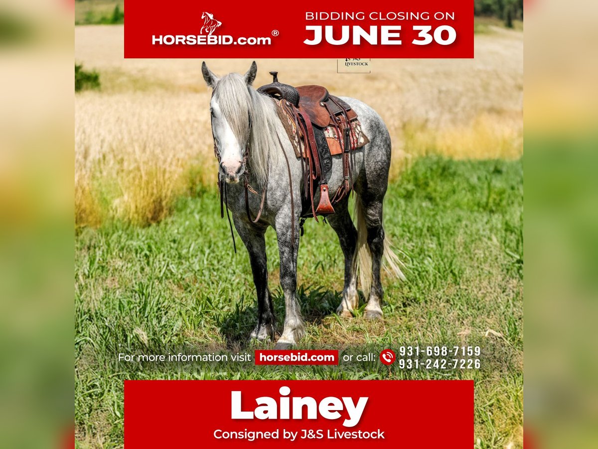 Cheval de trait Croisé Jument 4 Ans 163 cm Gris pommelé in Santa Fe, TN