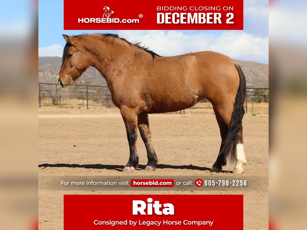 Cheval de trait Croisé Jument 5 Ans 140 cm Buckskin in Dewey, AZ