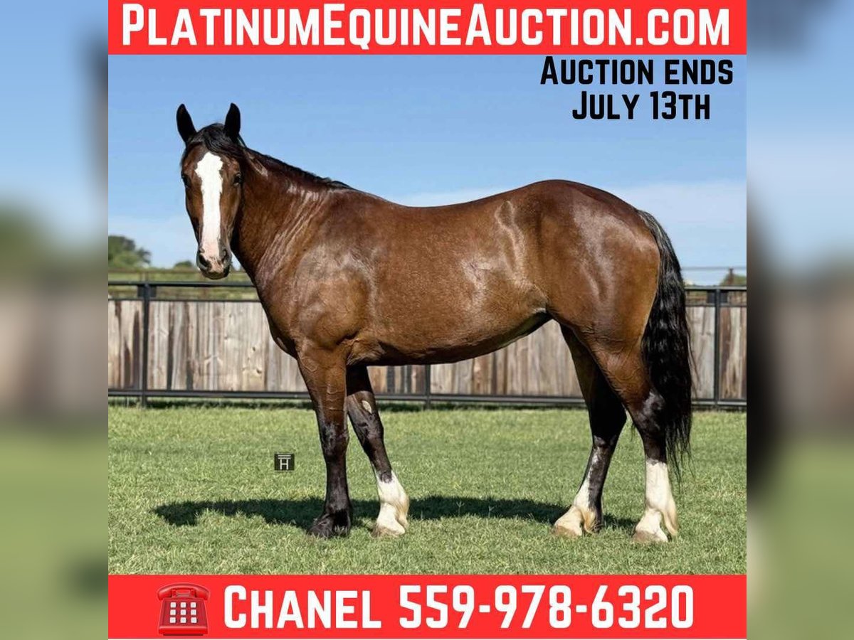 Cheval de trait Jument 5 Ans 157 cm Bai cerise in Jacksboro, TX