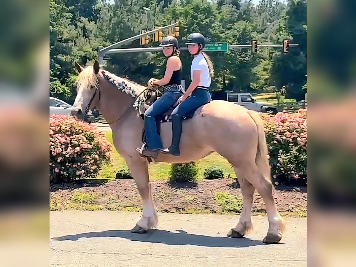 Cheval de trait Jument 5 Ans 173 cm Rouan Rouge in Jeffersonton Cheval de trait Jument 5 Ans 173 cm Rouan Rouge in Jeffersonton