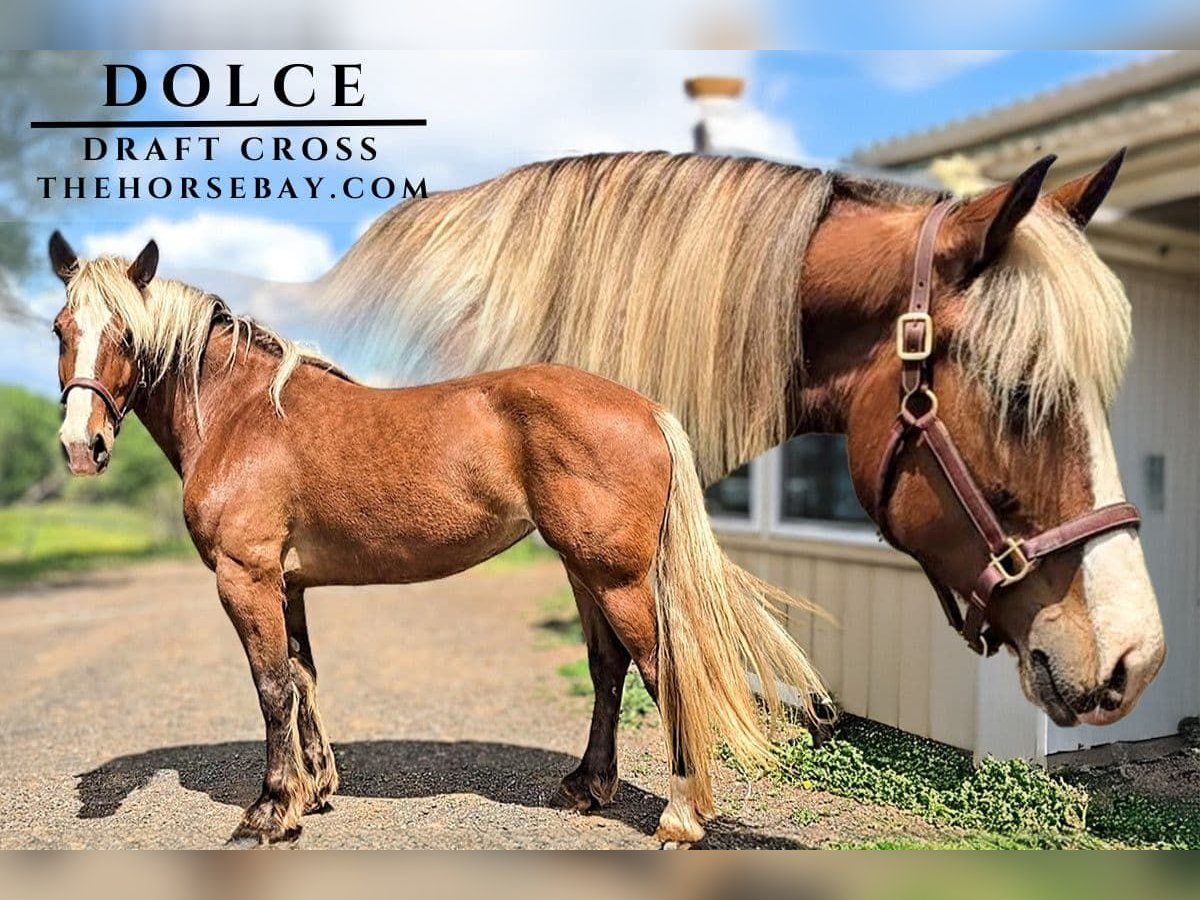 Cheval de trait Croisé Jument 6 Ans Bai cerise in Jeffersonton, VA