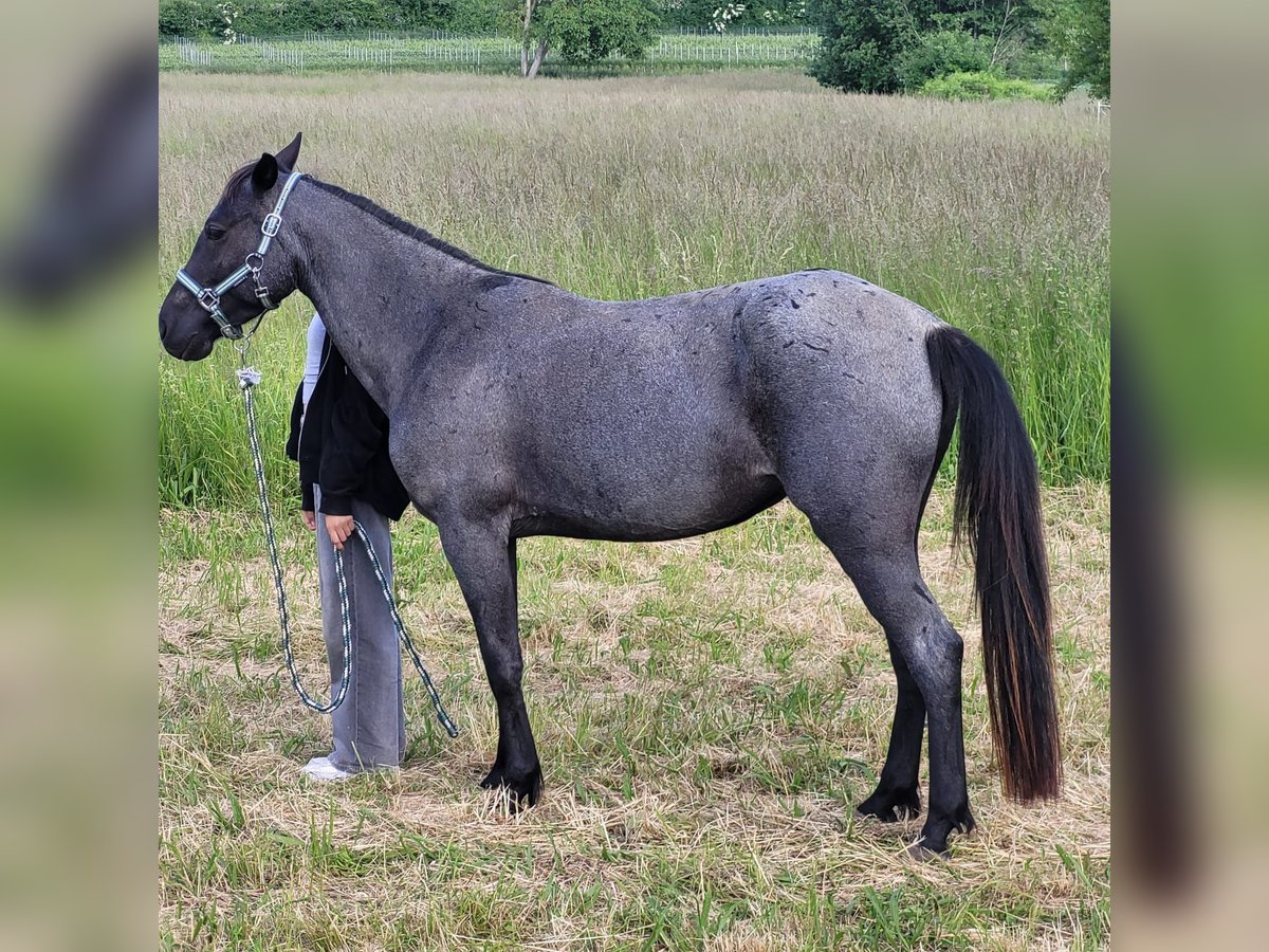 Cheval de vitesse de rangement Jument 4 Ans 138 cm Rouan Bleu in Kaiserslautern