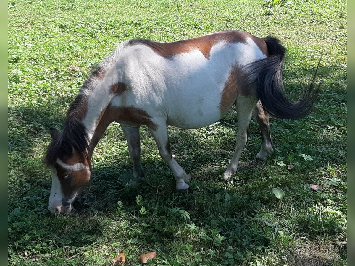 Cheval Miniature américain Étalon 10 Ans 86 cm Overo-toutes couleurs in Tieschen