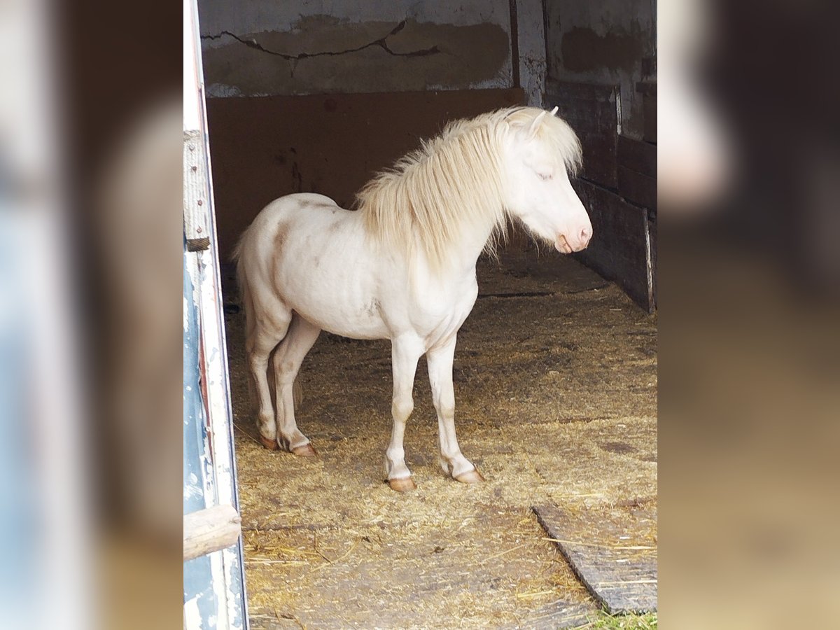 Cheval Miniature américain Étalon 4 Ans Cremello in Wörth