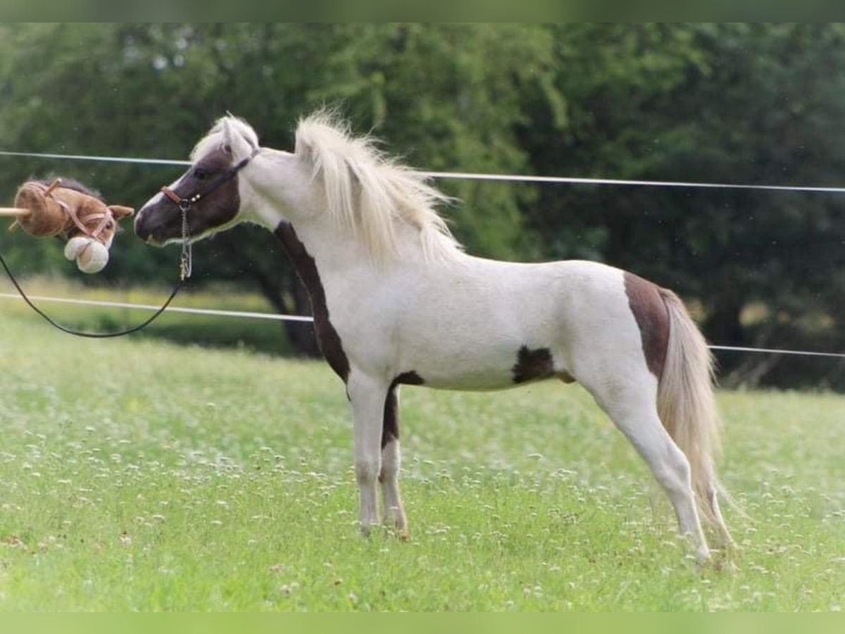 Cheval Miniature américain Étalon 7 Ans 85 cm Perle in Schl&#xF6;ben