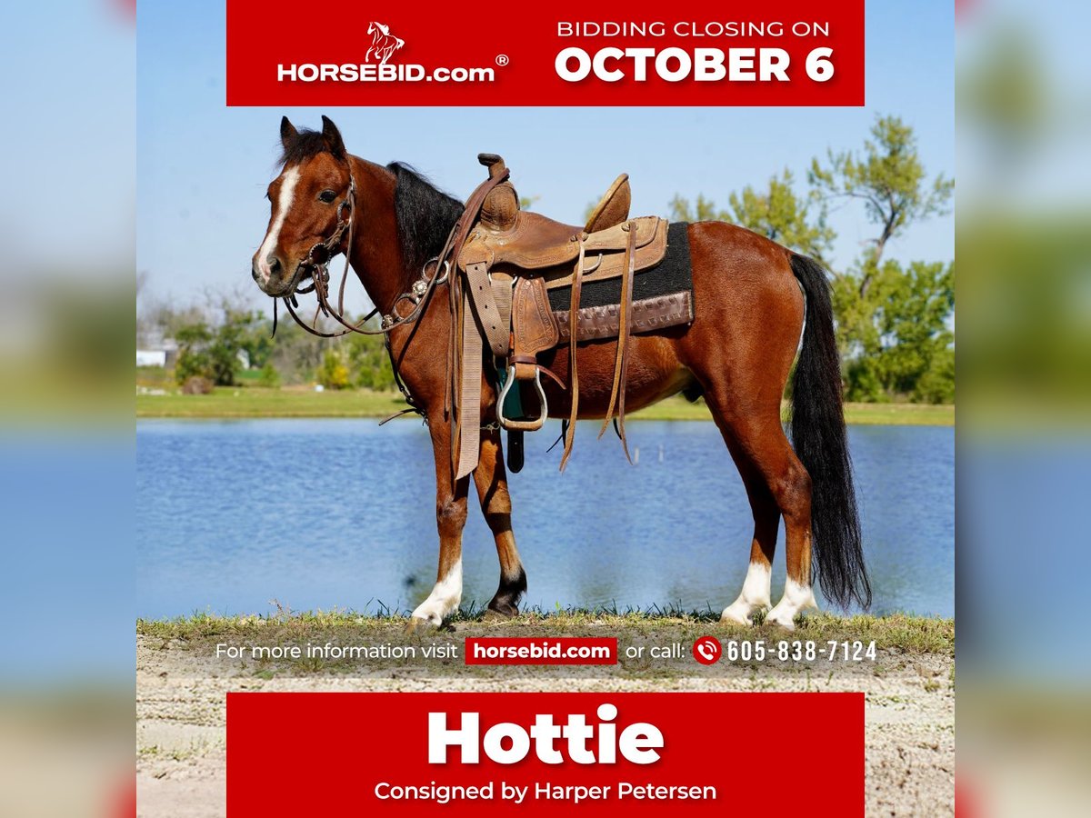Cheval Miniature américain Hongre 5 Ans 86 cm Bai cerise in Corsica