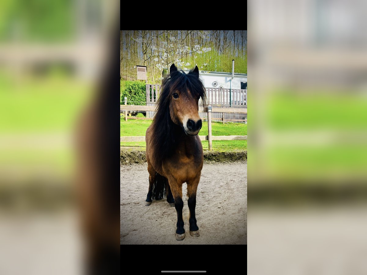 Cheval Miniature américain Jument 12 Ans 83 cm Bai in Freudenberg