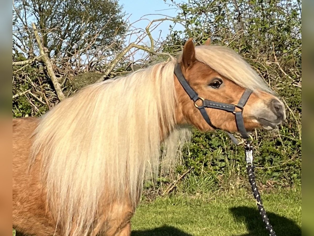 Cheval Miniature américain Jument 6 Ans 85 cm Alezan in Kappeln