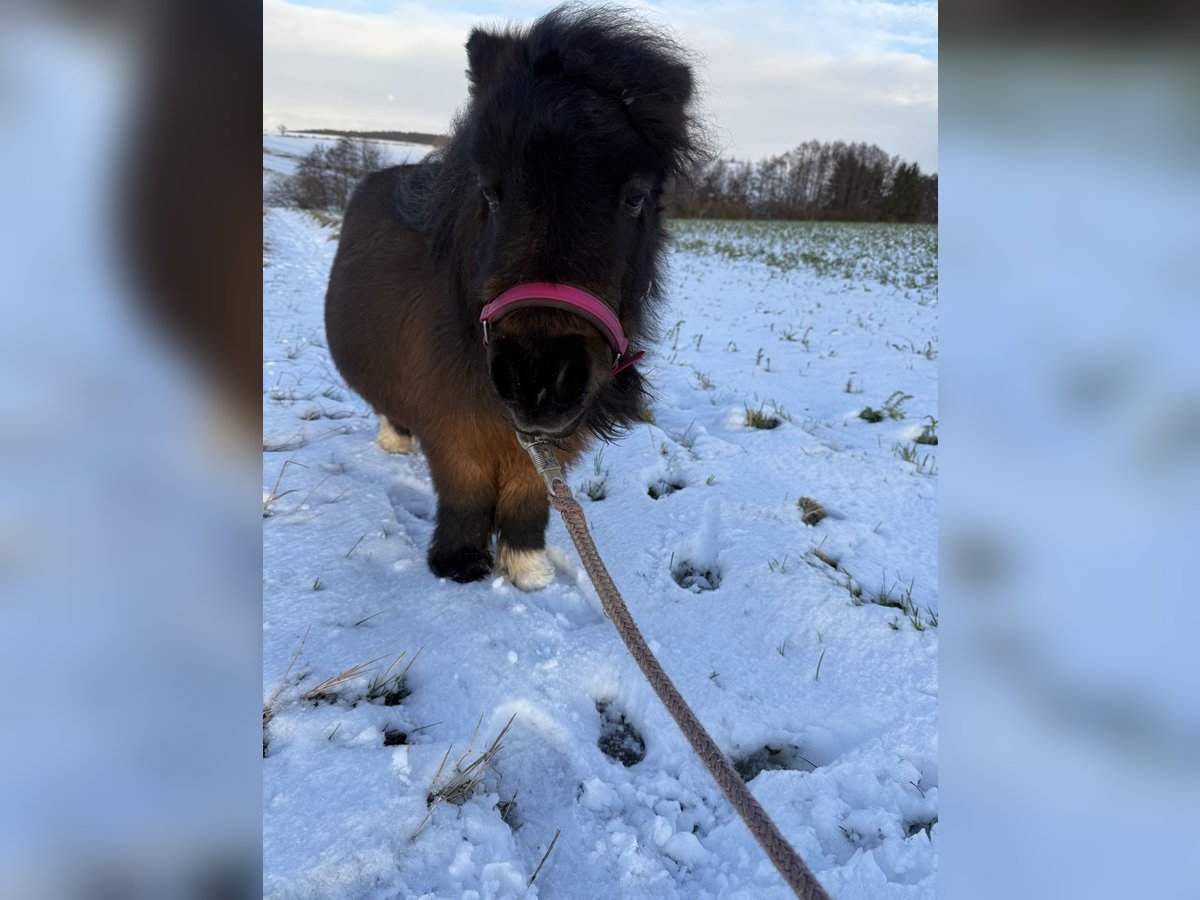 Cheval Miniature américain Jument 7 Ans 76 cm Bai brun foncé in Duderstadt