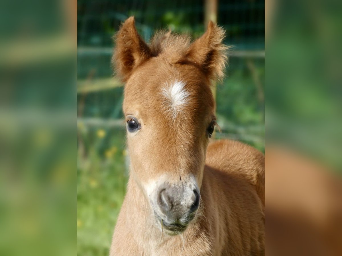Cheval Miniature américain Jument  Alezan cuivré in Sauvigny Les Bois