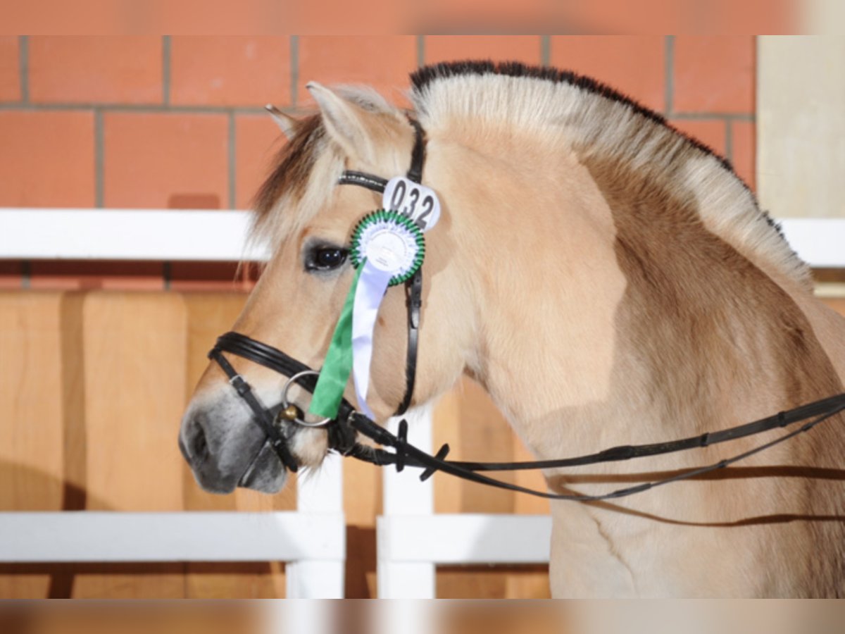 Chevaux fjord Étalon 12 Ans 145 cm Isabelle in Liebstadt