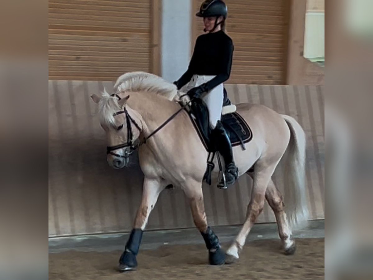 Chevaux fjord Étalon 17 Ans 144 cm Isabelle in Ostfildern