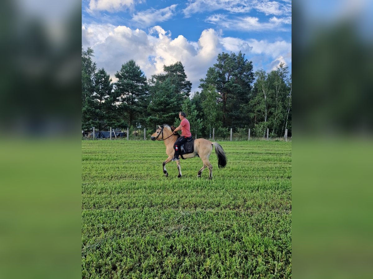 Chevaux fjord Étalon 18 Ans 145 cm Alezan dun in Stobno