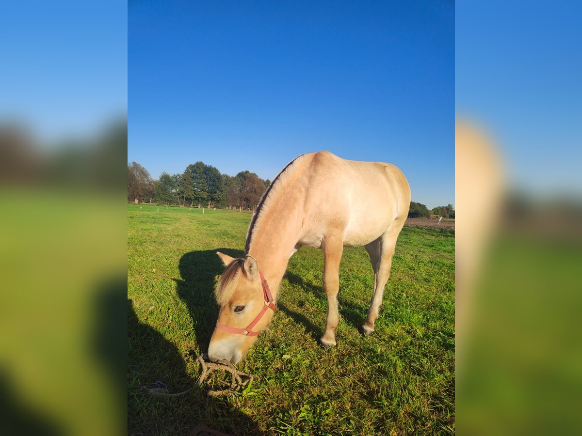 Chevaux fjord Étalon 1 Année Alezan dun in Kębłowo