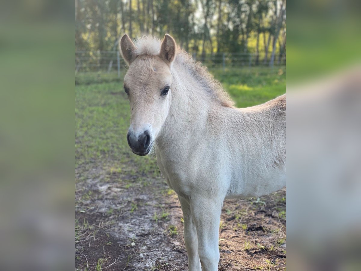 Chevaux fjord Étalon 1 Année in Finsterwalde