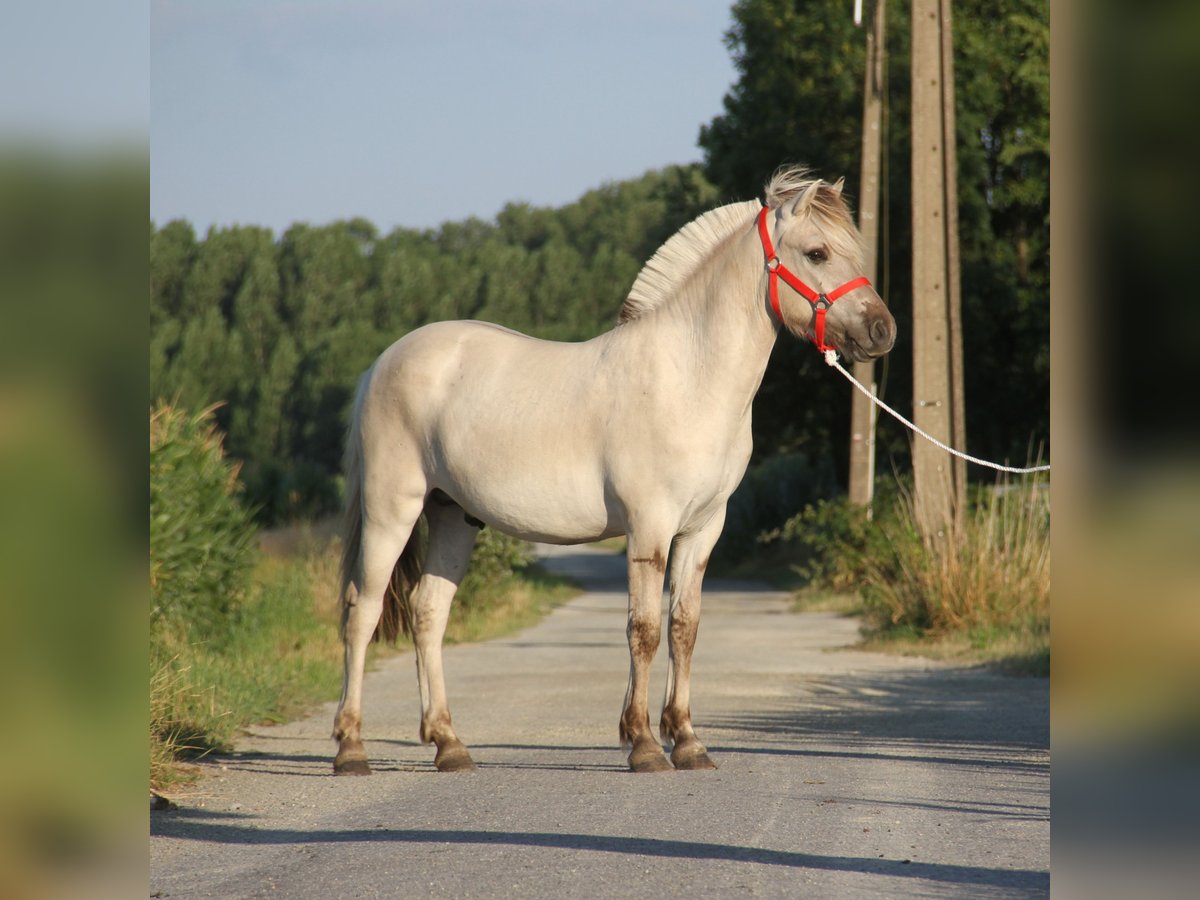 Chevaux fjord Étalon 1 Année Grullo in Herdersem