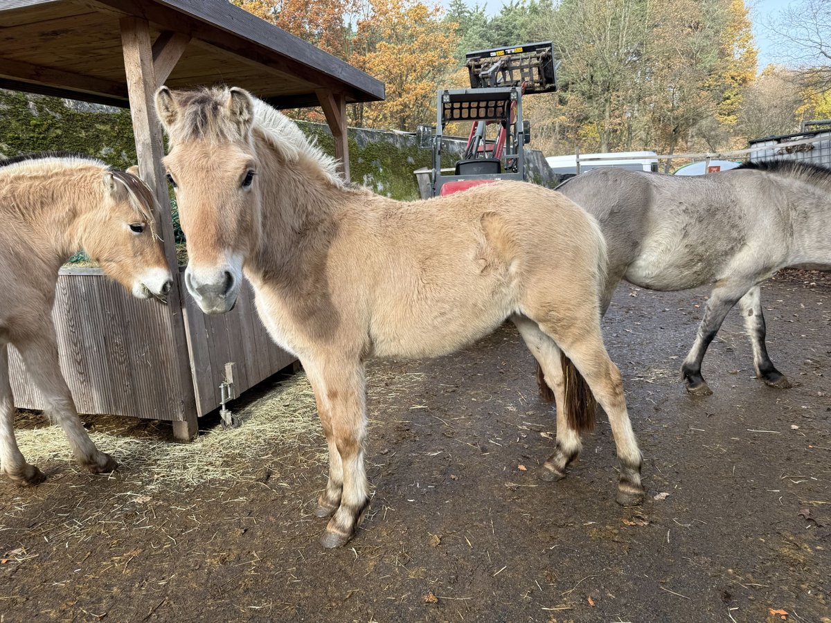 Chevaux fjord Étalon 1 Année Isabelle in Neuendettelsau