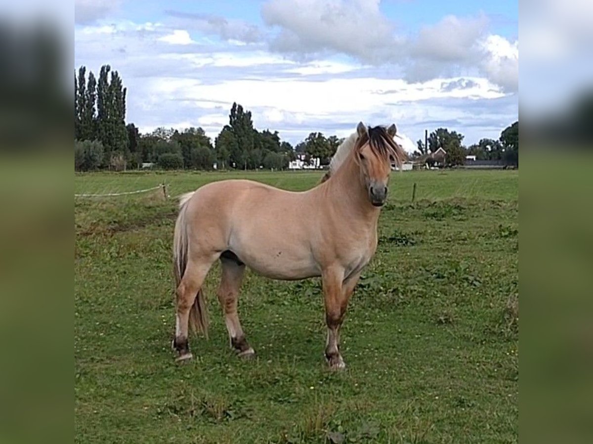 Chevaux fjord Étalon 2 Ans in Geffen