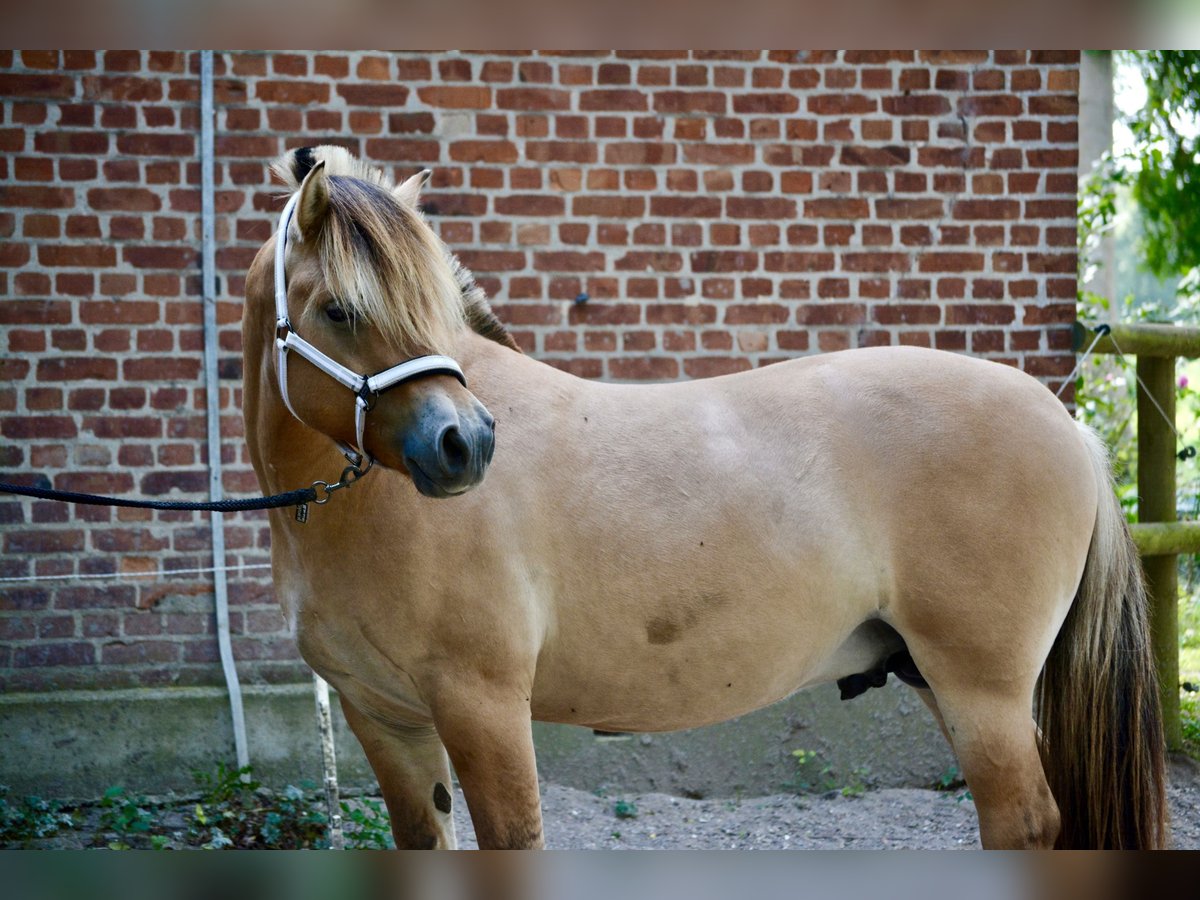 Chevaux fjord Étalon 3 Ans 145 cm Isabelle in Nortorf