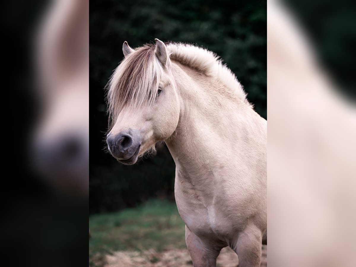 Chevaux fjord Étalon Blanc in Roßwein