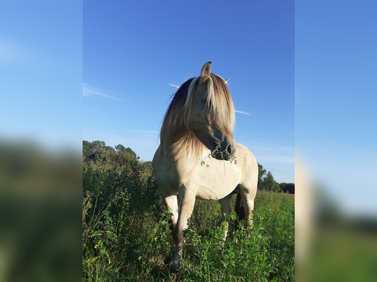 Chevaux fjord Étalon Isabelle in Gerswalde