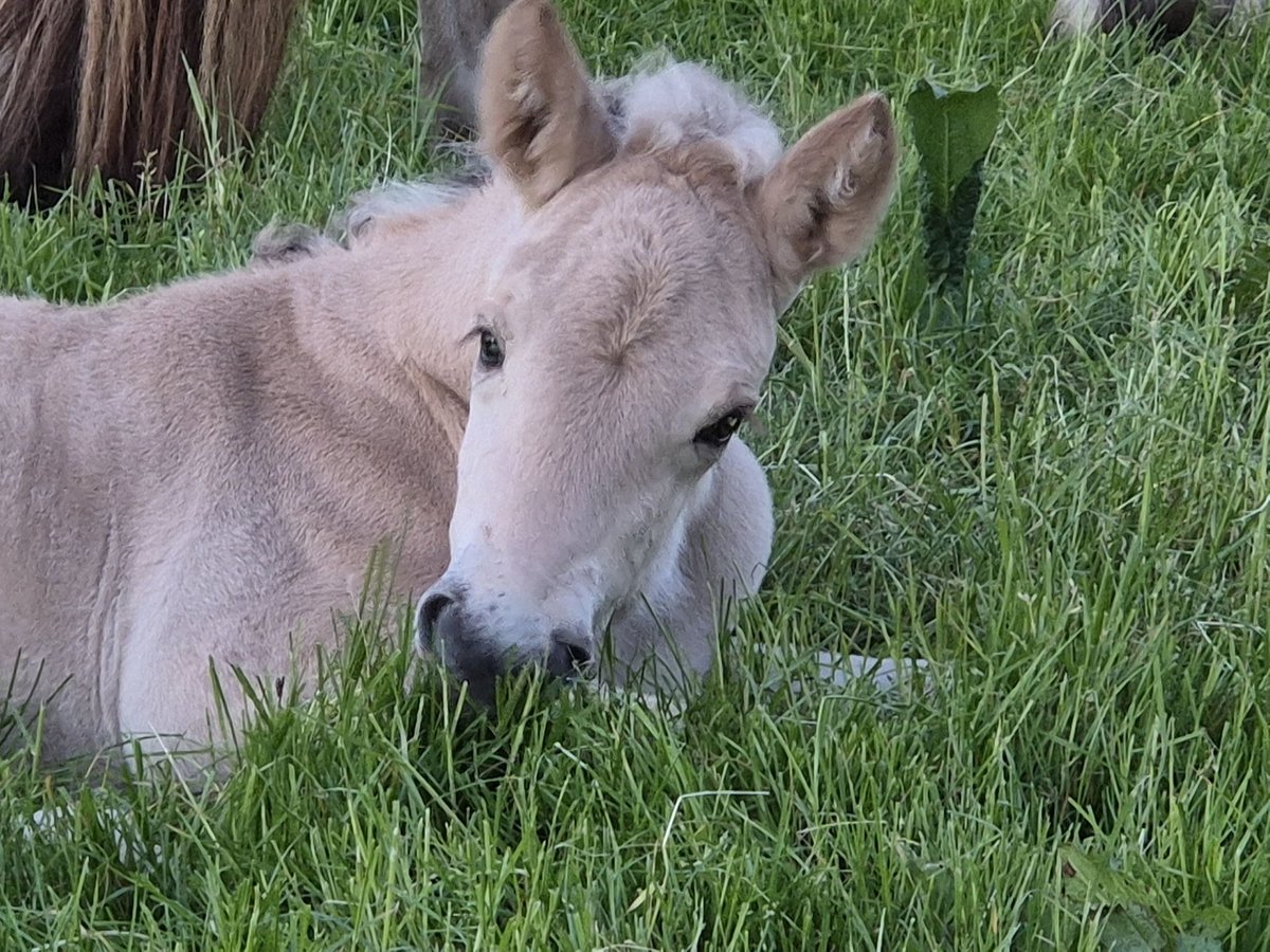 Chevaux fjord Étalon Poulain (05/2025) 147 cm in Westerbeek