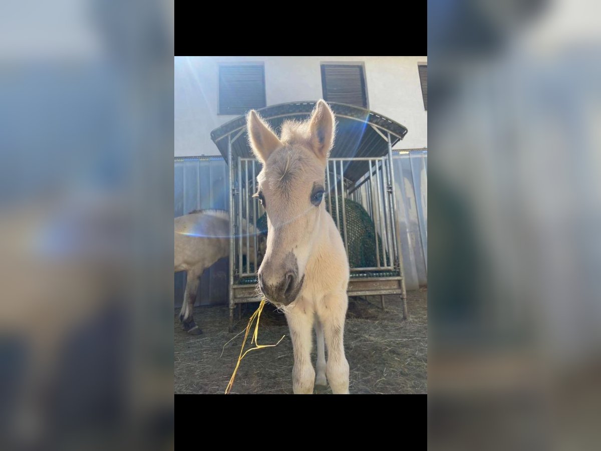 Chevaux fjord Étalon Poulain (04/2024) 147 cm Isabelle in Grein