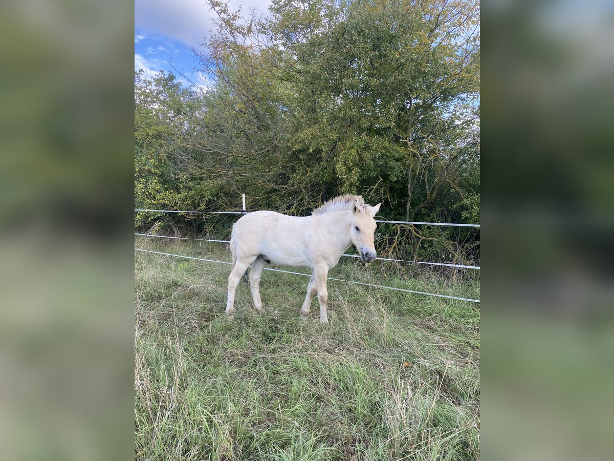 Chevaux fjord Étalon Poulain (05/2024) 148 cm Isabelle in Erfurt