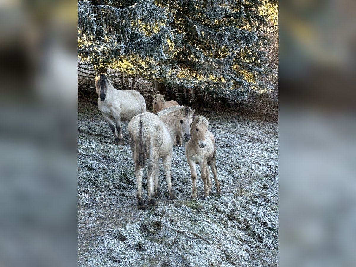 Chevaux fjord Étalon  Alezan dun in Eisbach