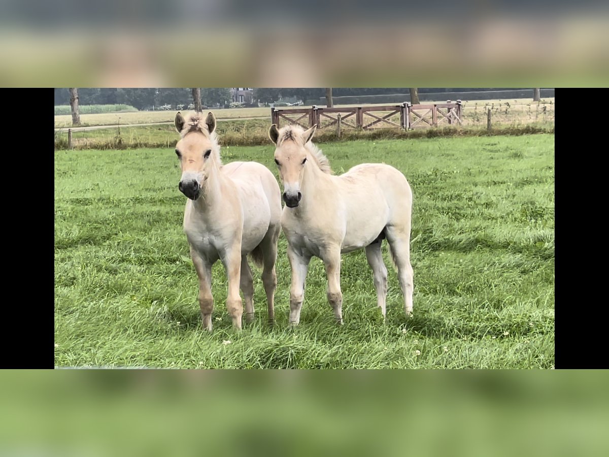 Chevaux fjord Étalon Poulain (06/2024) in Tiel