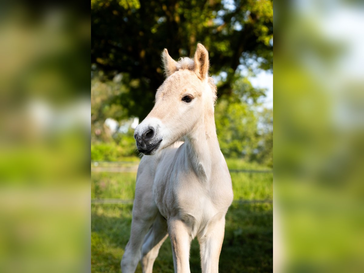 Chevaux fjord Étalon Poulain (05/2024) in Almelo