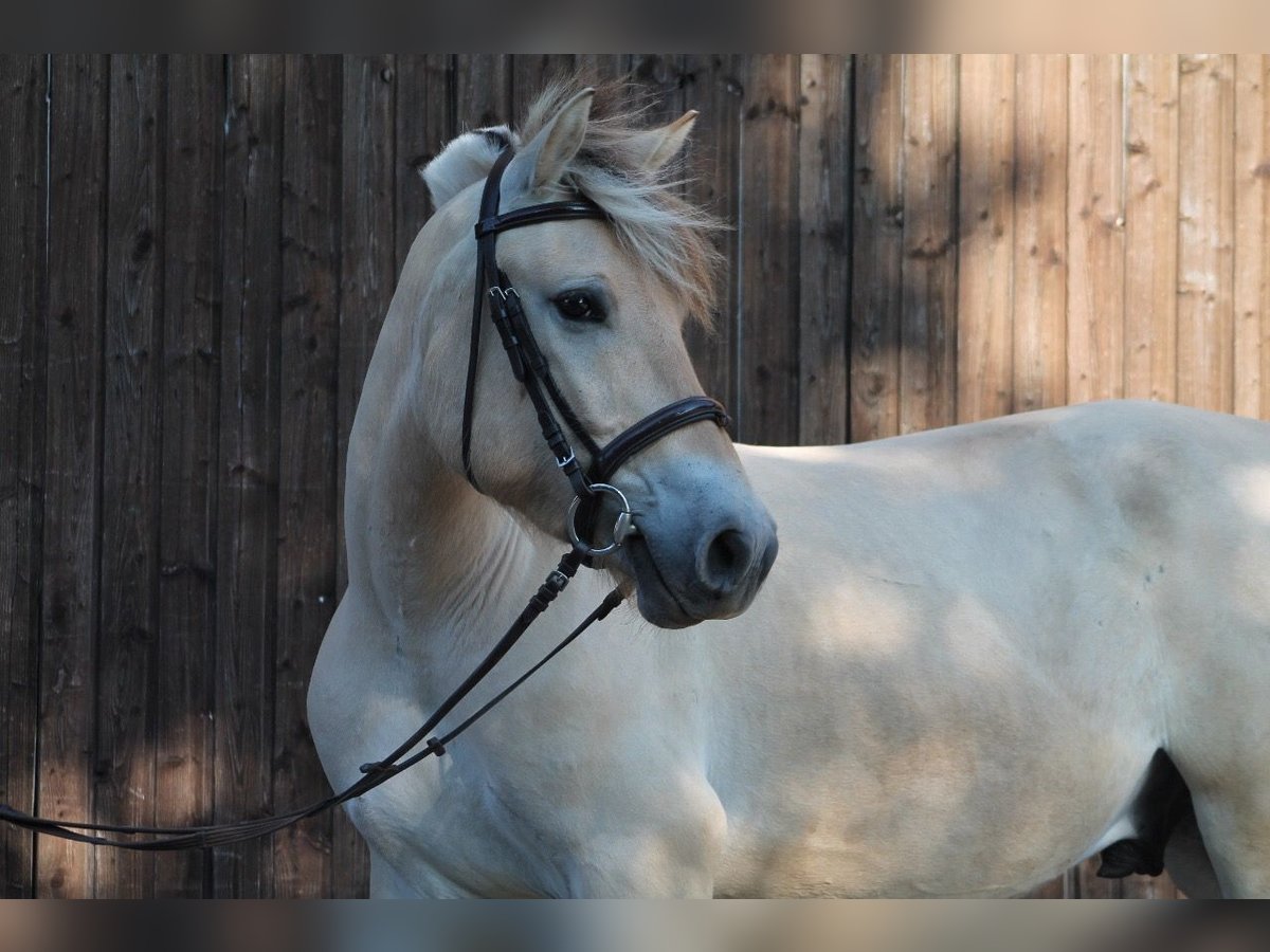 Chevaux fjord Hongre 11 Ans 150 cm Isabelle in Aschheim