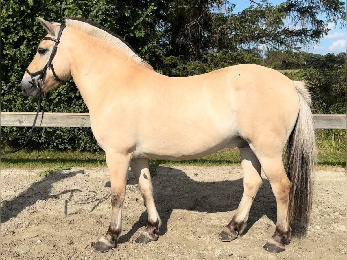 Chevaux fjord Hongre 14 Ans 145 cm Isabelle in Süderlügum