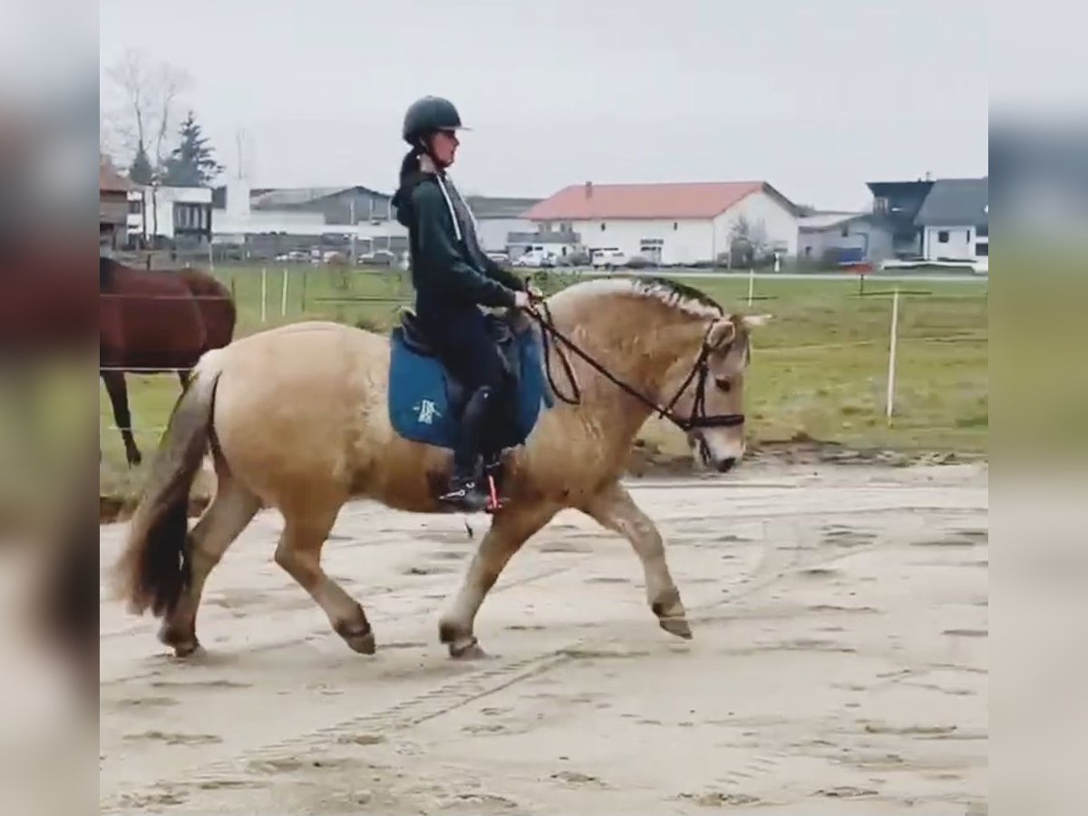 Chevaux fjord Hongre 15 Ans 143 cm Isabelle in Isny im Allgäu